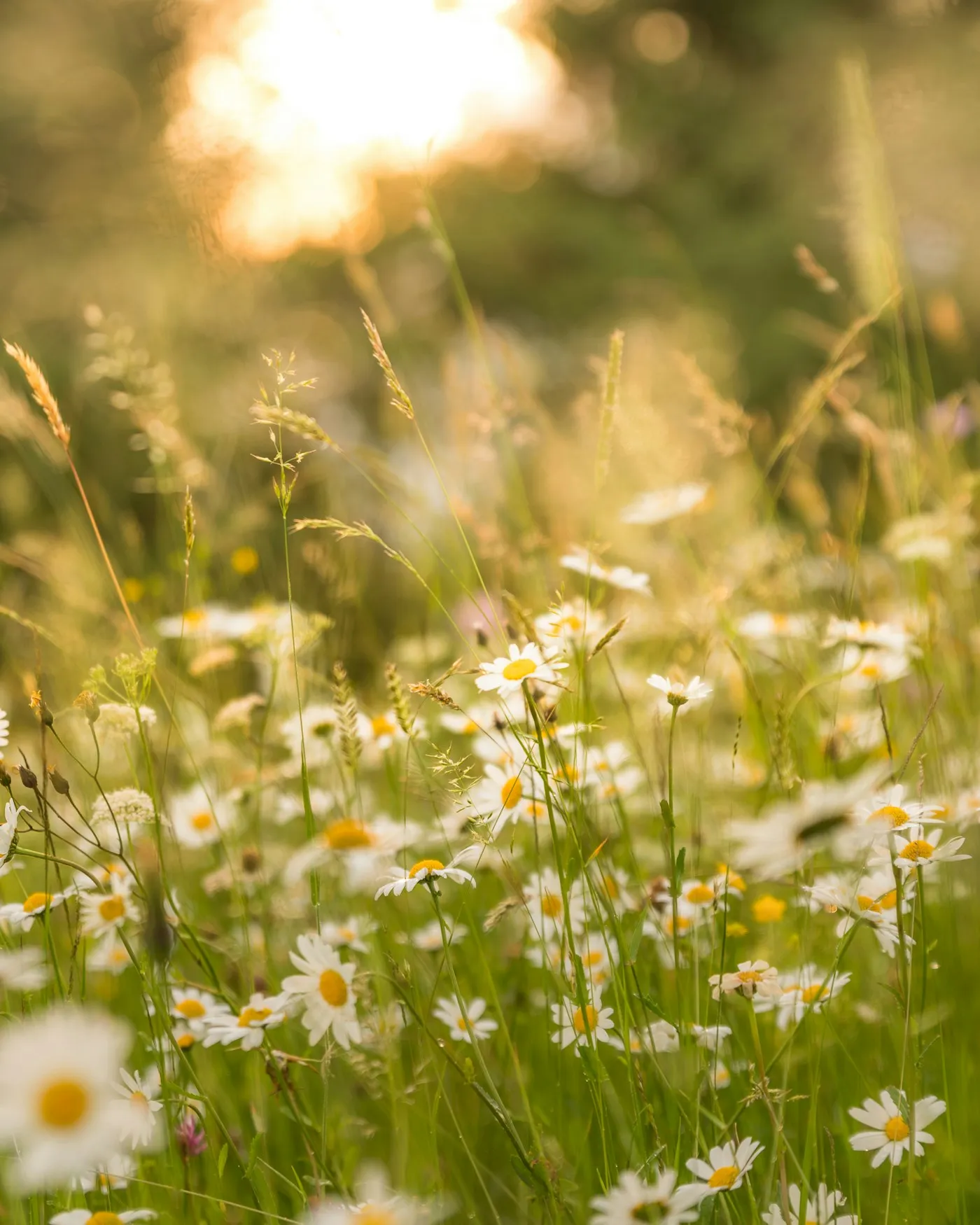 Daisies in a meadow in evening sun