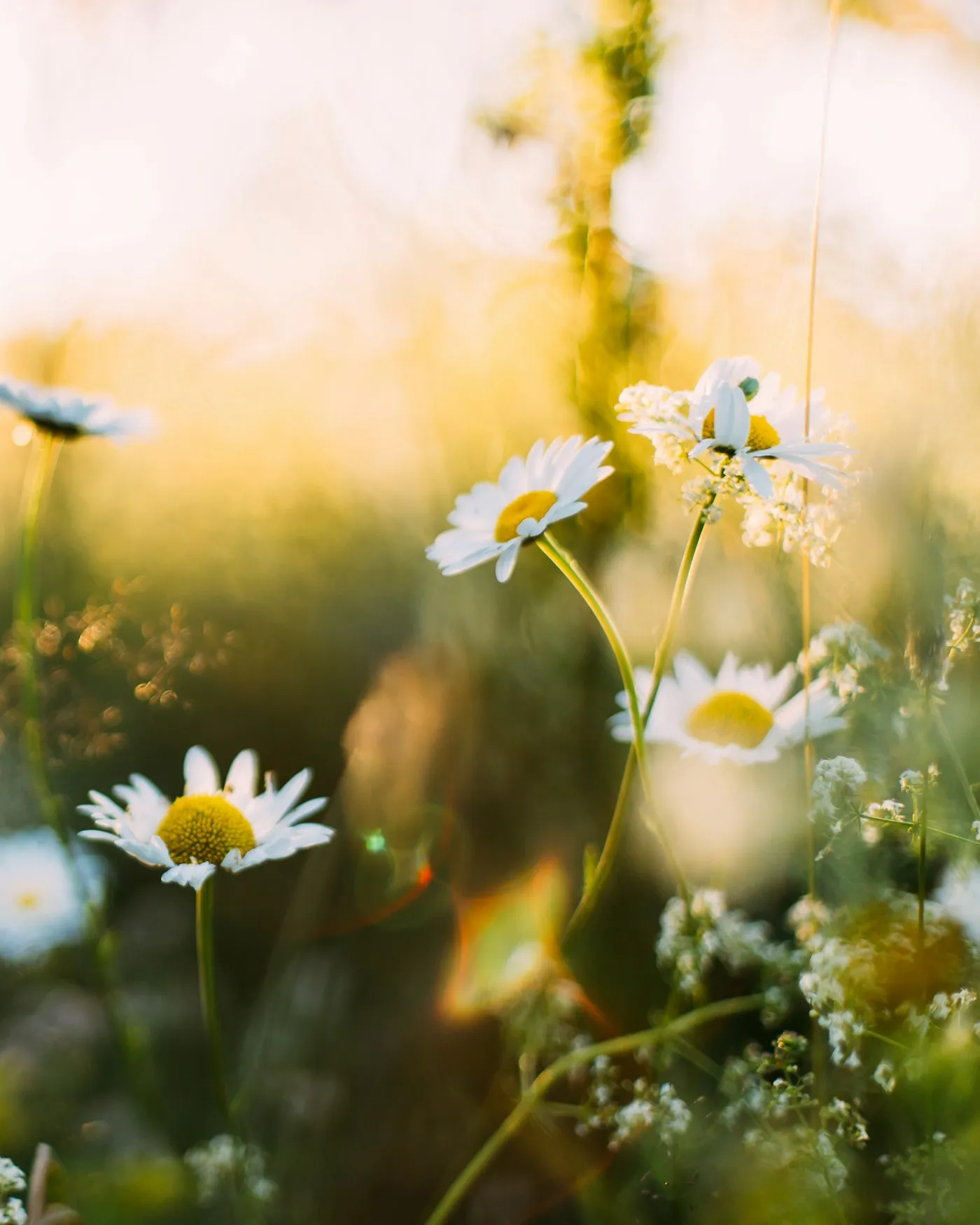 A single daisy in soft light