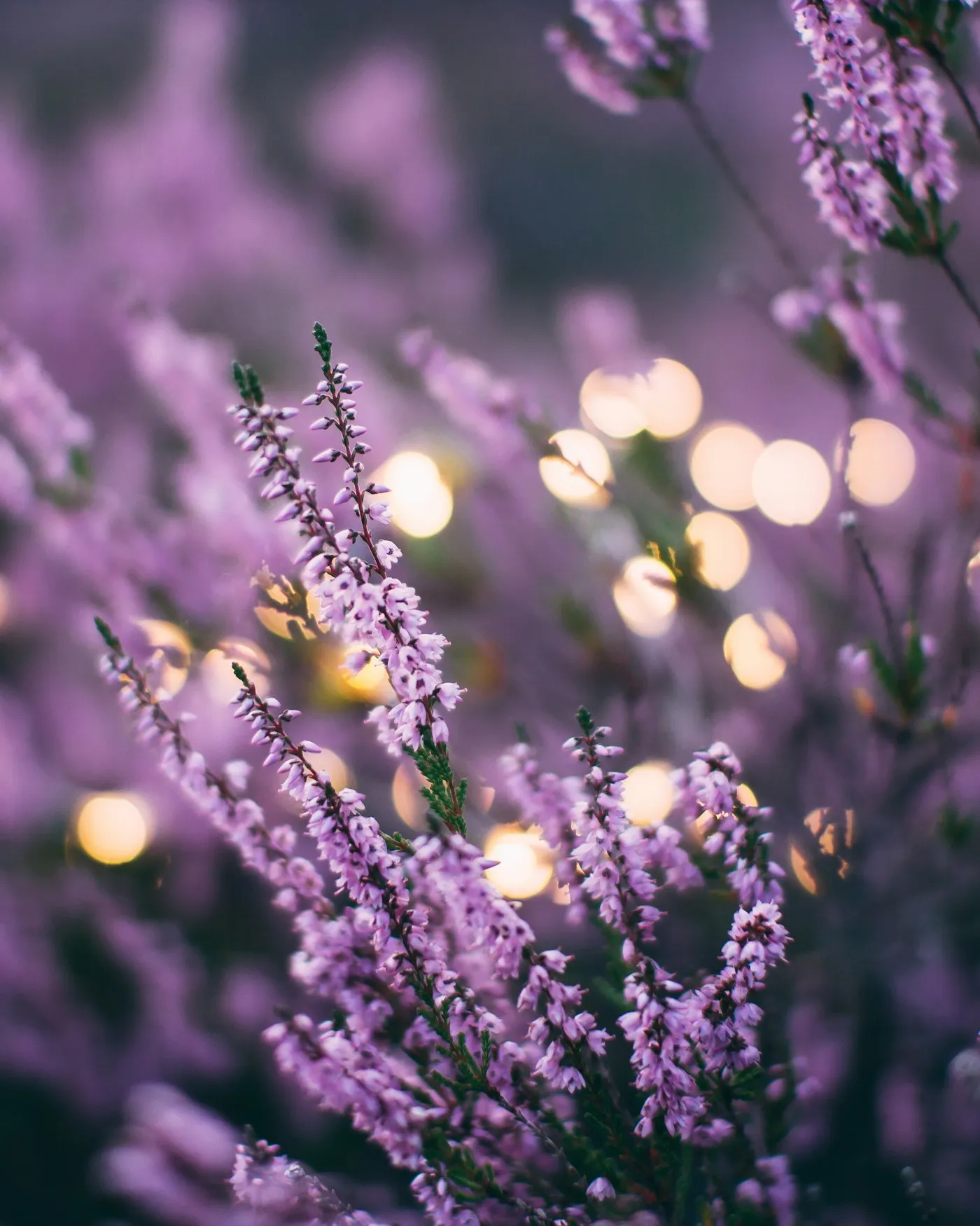 Lavender in evening light