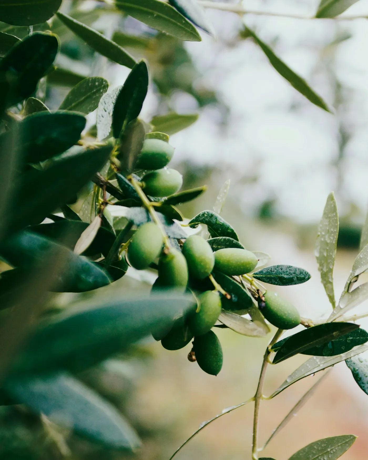 Olive branches in soft focus