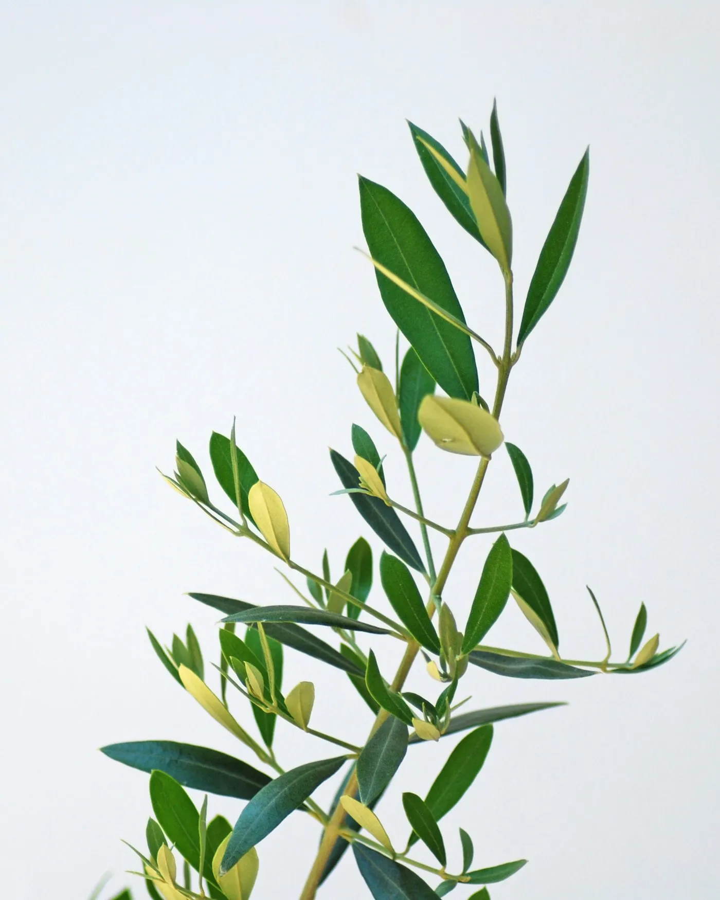 An olive branch on a white background