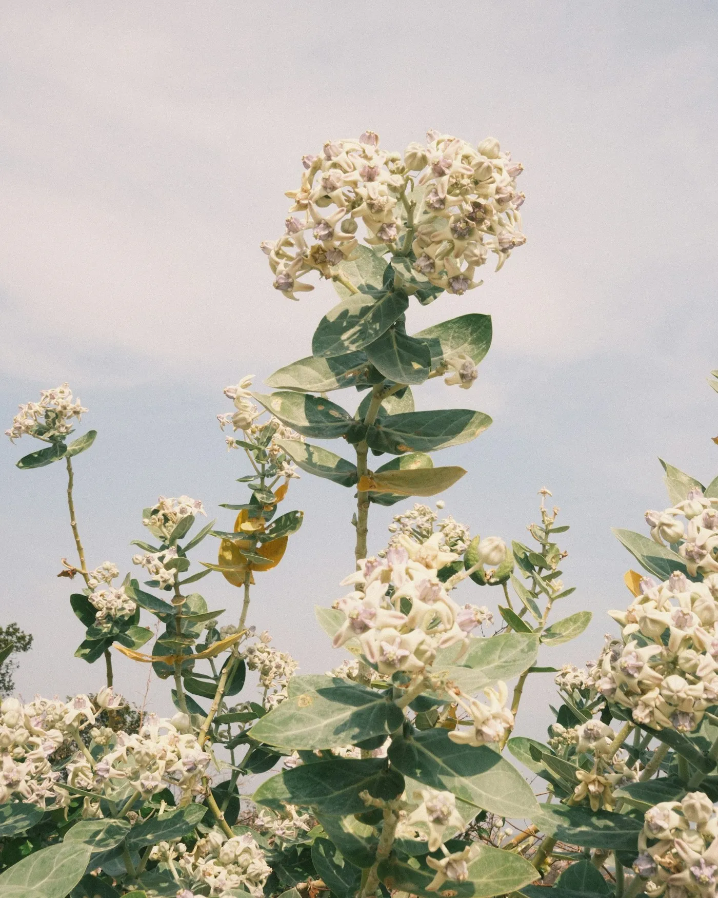 White flowers against a pale blue sky