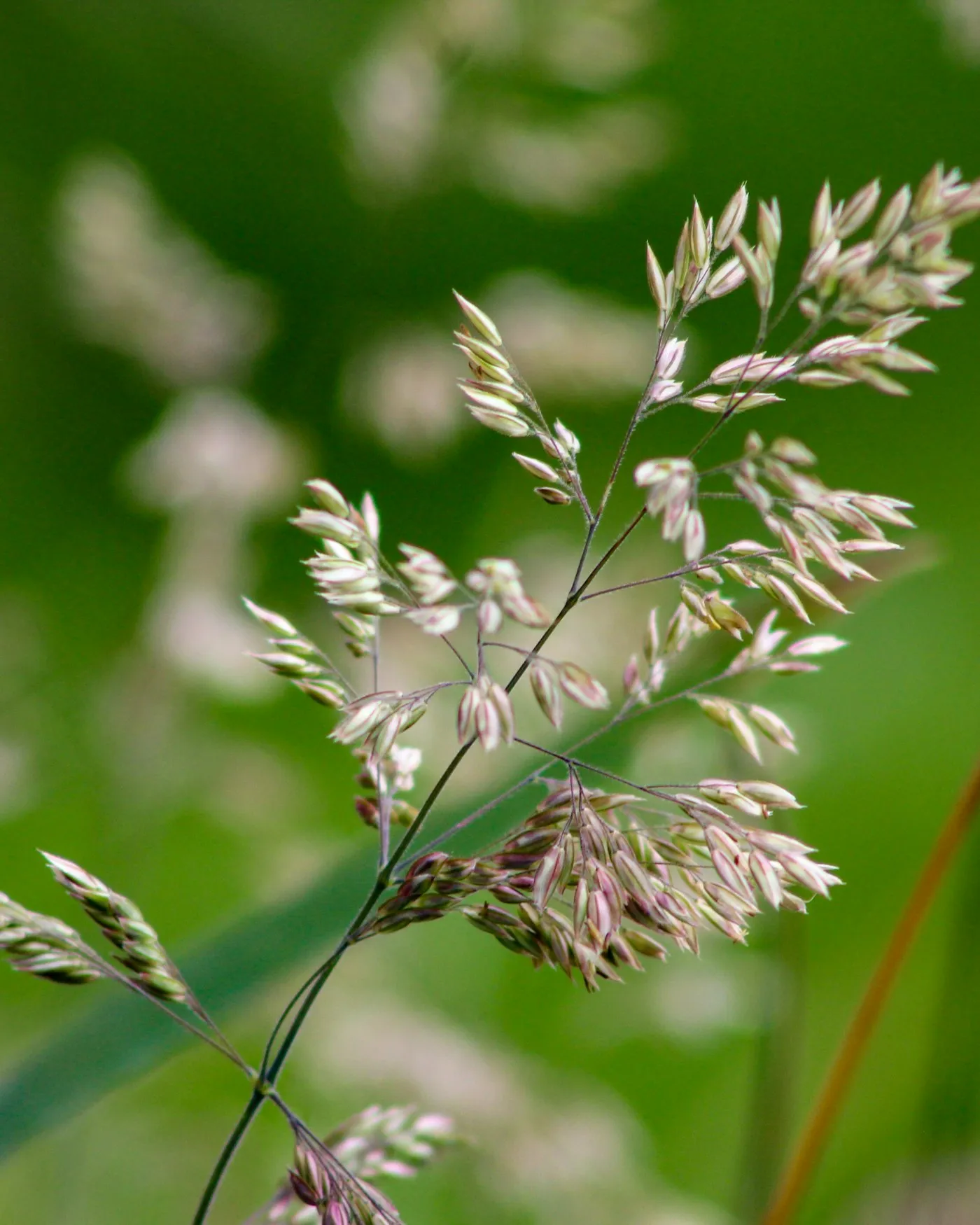 A grass seed head in a green meadow