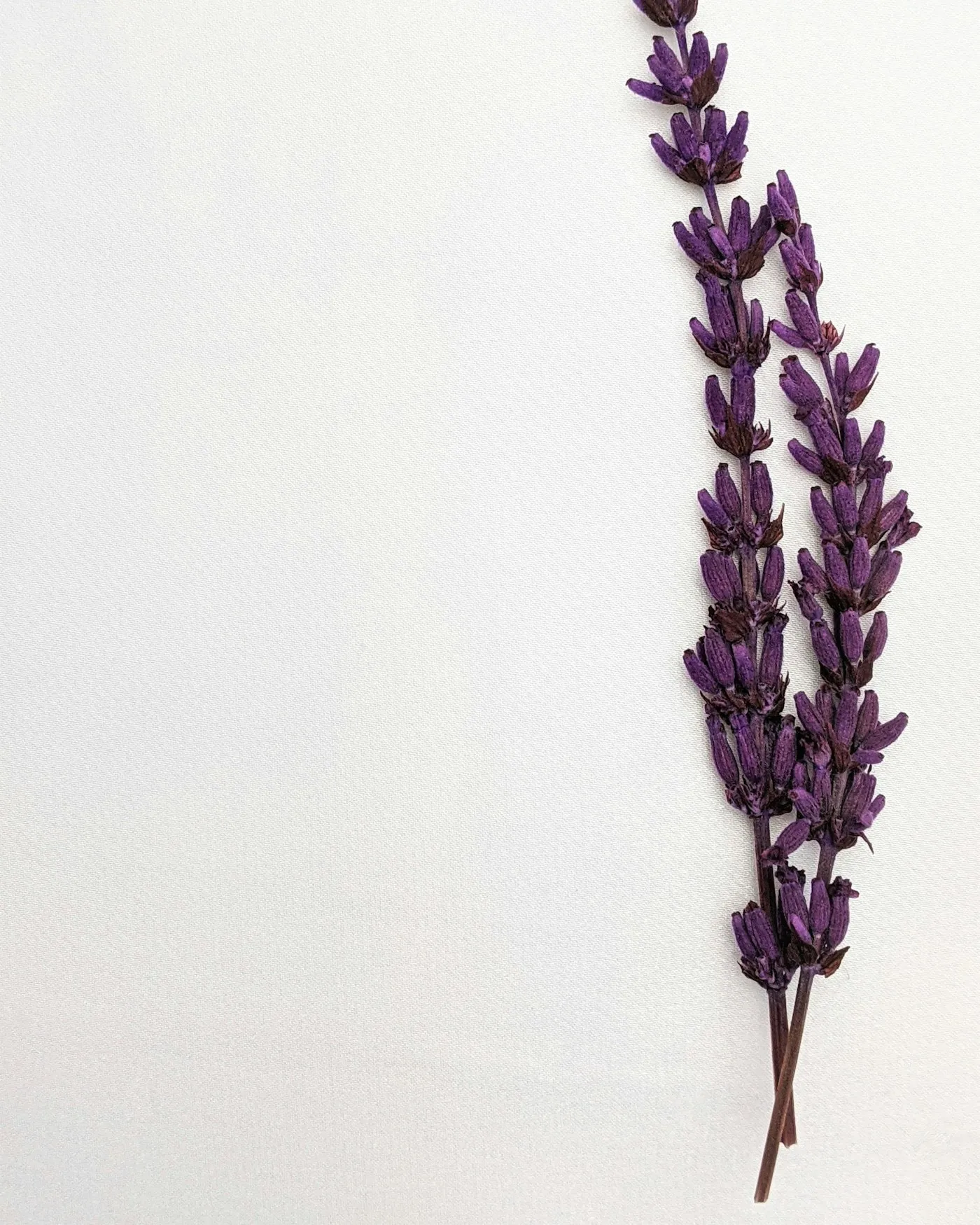 A lavender sprig on pale silk