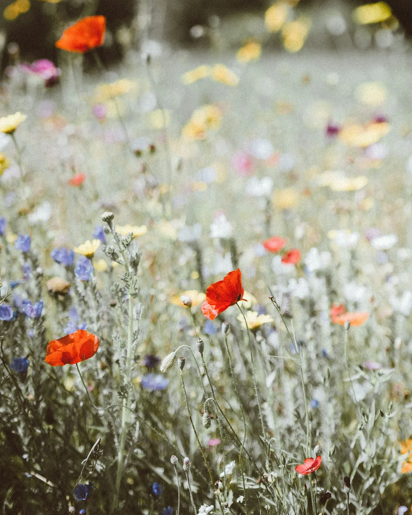 Mixed wildflowers in a soft-focus meadow