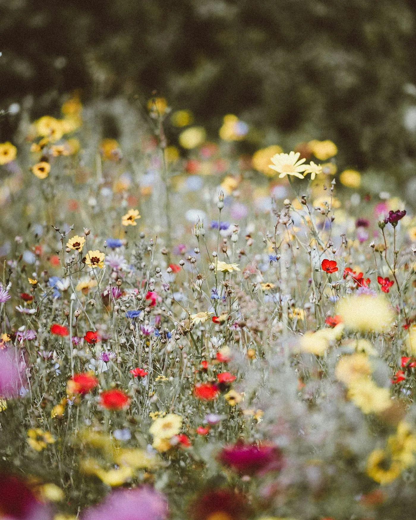 Wildflowers in a garden meadow